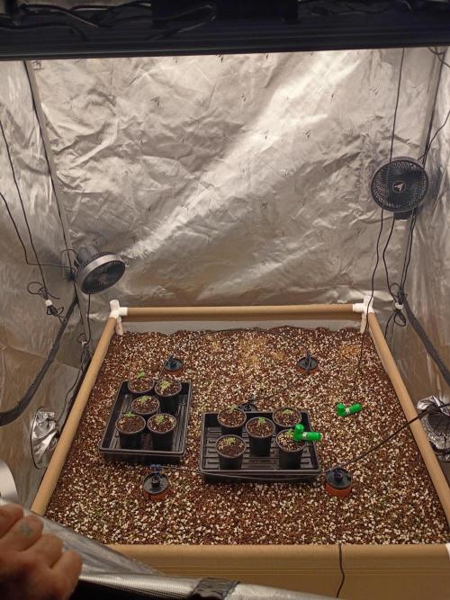 Paradise Pine(WTRxParadise Punch). Week 1