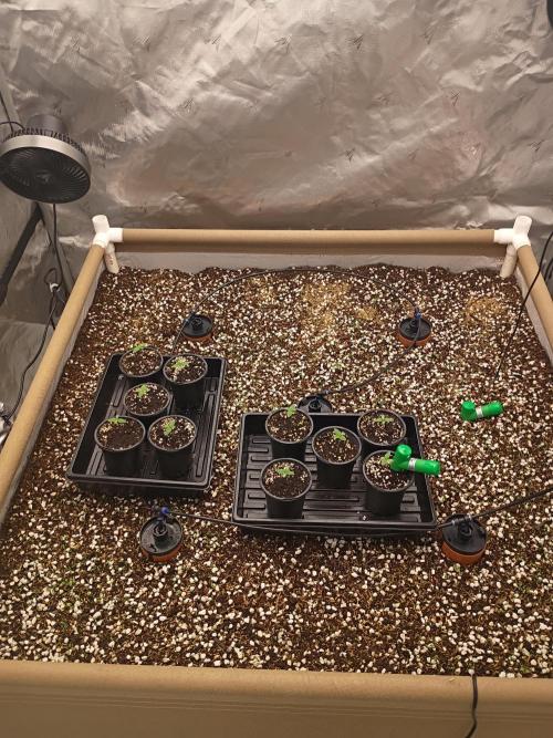 Paradise Pine(WTRxParadise Punch). Week 1