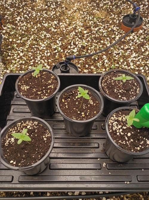 Paradise Pine(WTRxParadise Punch). Week 1