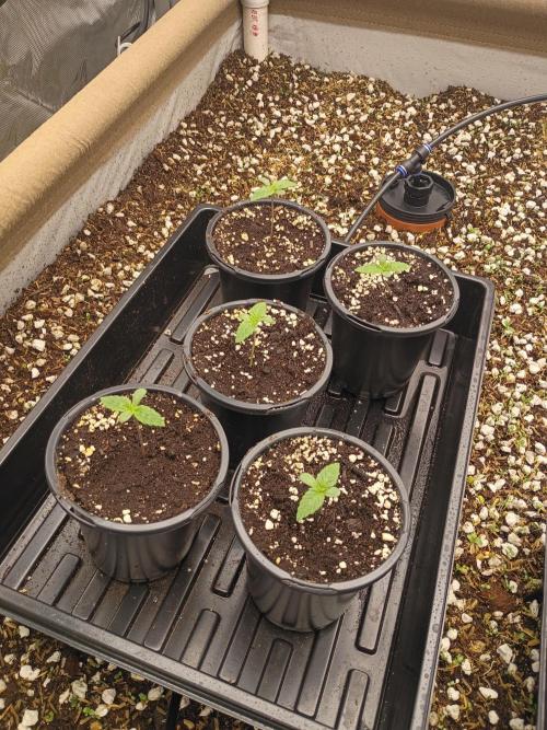 Paradise Pine(WTRxParadise Punch). Week 1