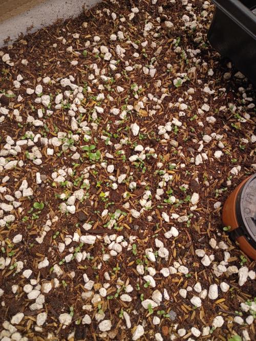 Paradise Pine(WTRxParadise Punch). Week 1