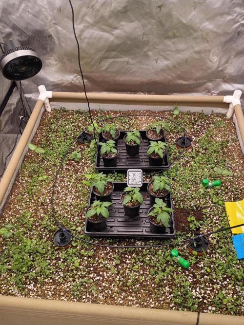 Paradise Pine(WTRxParadise Punch). Week 2