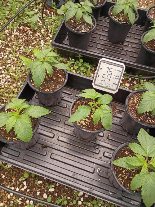 Paradise Pine(WTRxParadise Punch). Week 2