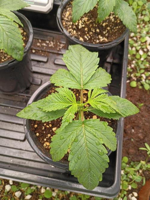 Paradise Pine(WTRxParadise Punch). Week 2