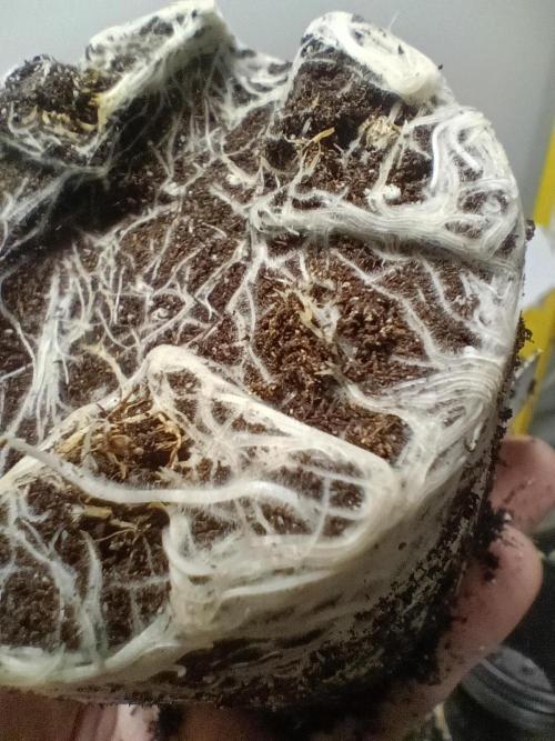 Paradise Pine(WTRxParadise Punch). Week 2