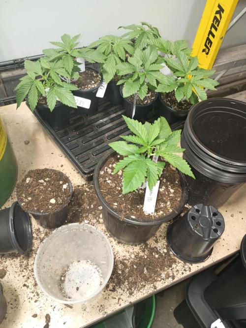 Paradise Pine(WTRxParadise Punch). Week 2