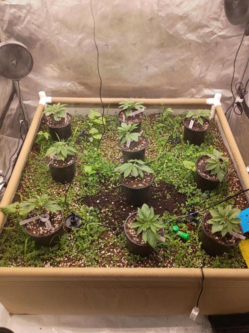 Paradise Pine(WTRxParadise Punch). Week 2