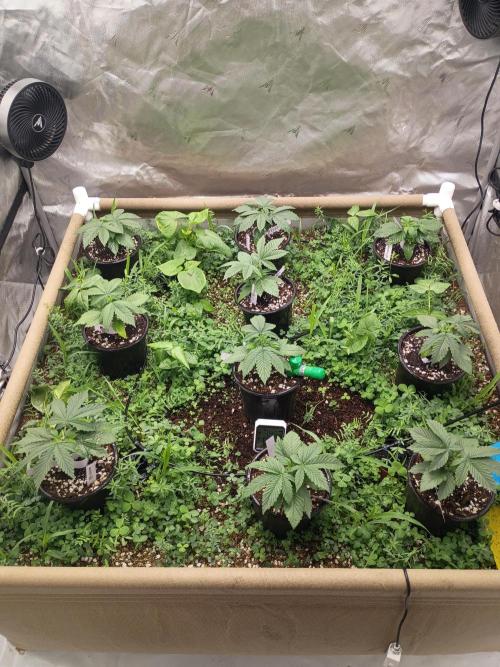 Paradise Pine(WTRxParadise Punch). Week 2