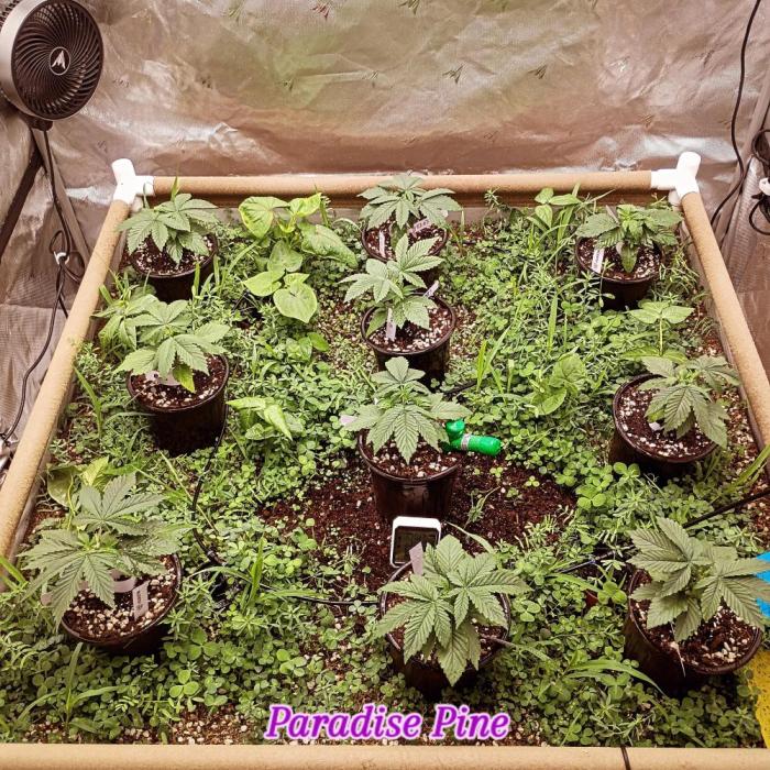 Paradise Pine(WTRxParadise Punch). Week 3