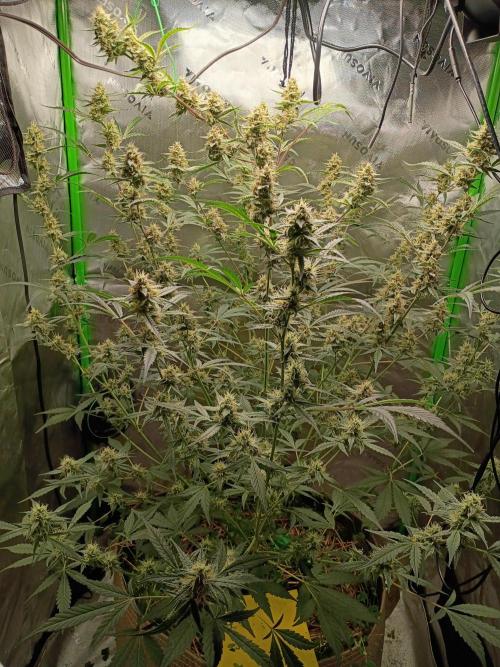 Wedding Cake Auto. Week 10