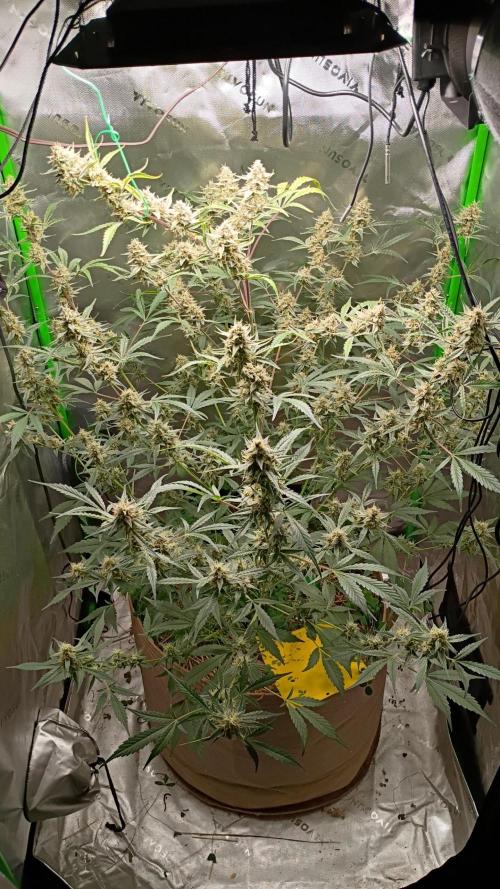 Wedding Cake Auto. Week 10