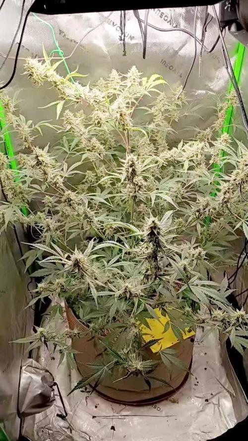 Wedding Cake Auto