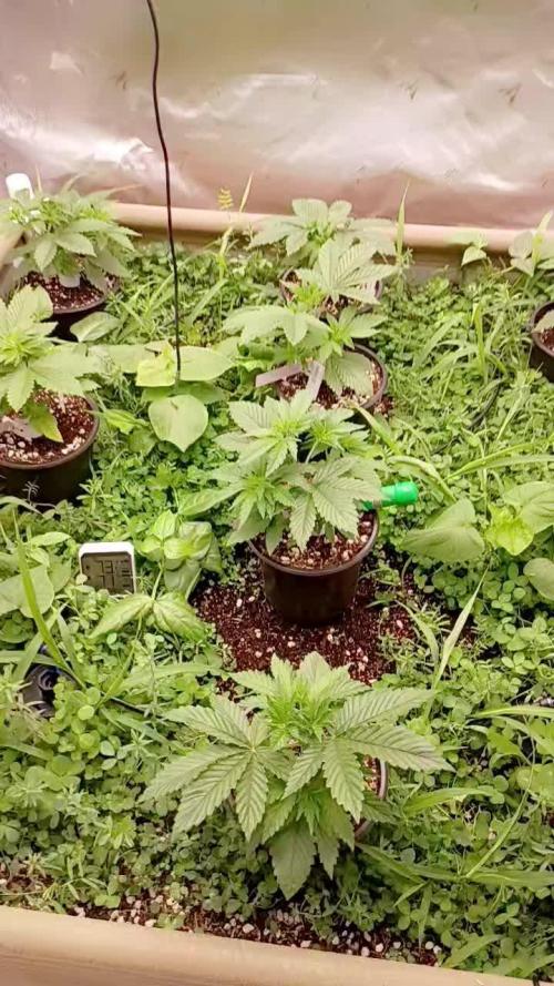 Paradise Pine(Paradise PunchxWTR)