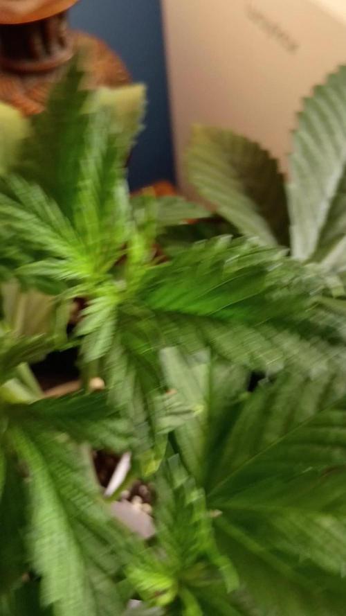 Paradise Pine(Paradise PunchxWTR)