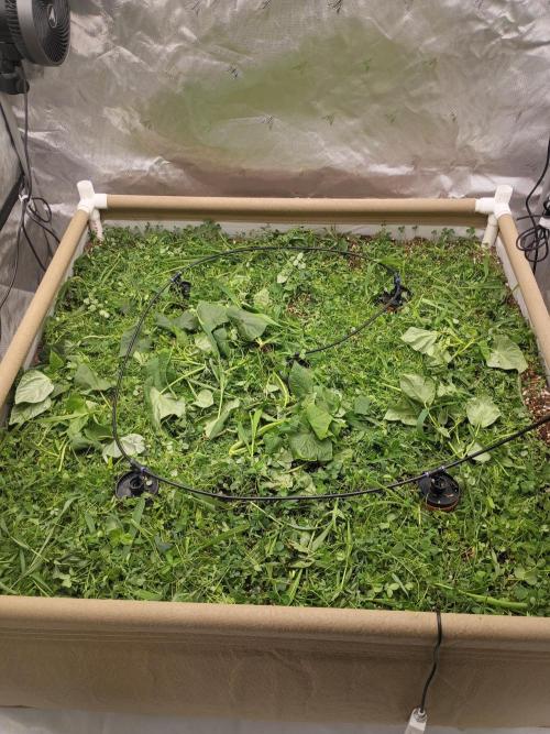 Paradise Pine(Paradise PunchxWTR). Week 4