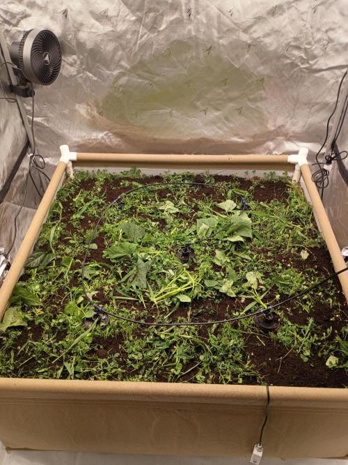 Paradise Pine(Paradise PunchxWTR). Week 4