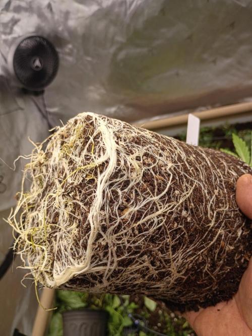 Paradise Pine(Paradise PunchxWTR). Week 4