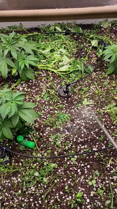 Paradise Pine(Paradise PunchxWTR)