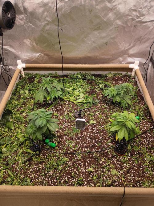 Paradise Pine(Paradise PunchxWTR). Week 4