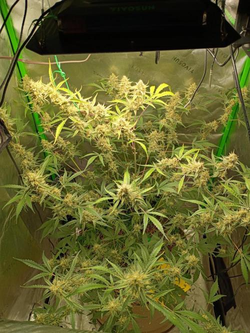 Wedding Cake Auto. Week 11