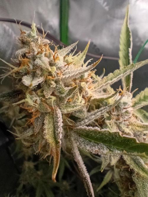 Wedding Cake Auto. Week 11