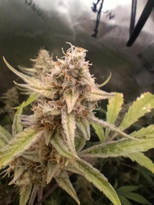 Wedding Cake Auto. Week 11