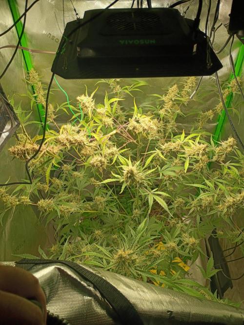 Wedding Cake Auto. Week 11