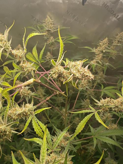 Wedding Cake Auto. Week 11