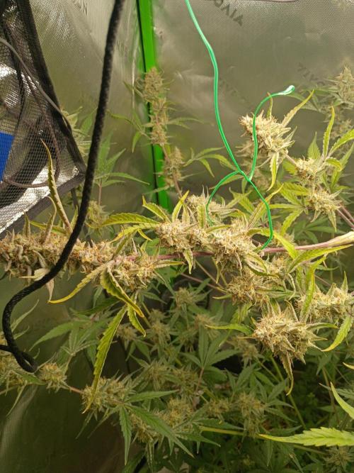 Wedding Cake Auto. Week 11