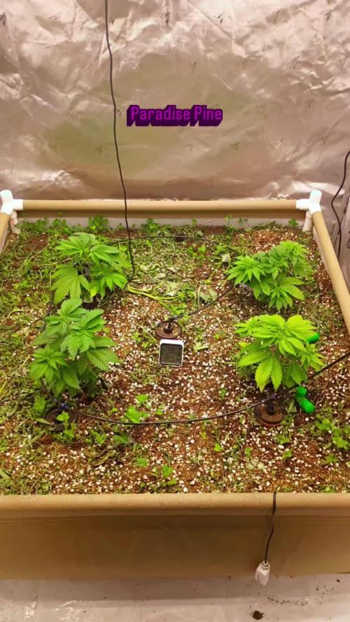 Paradise Pine(Paradise PunchxWTR)