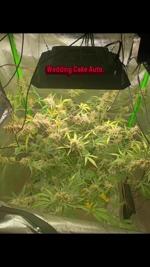 Paradise Pine(Paradise PunchxWTR)