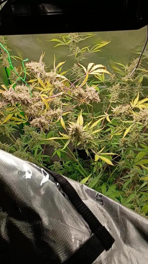 Wedding Cake Auto