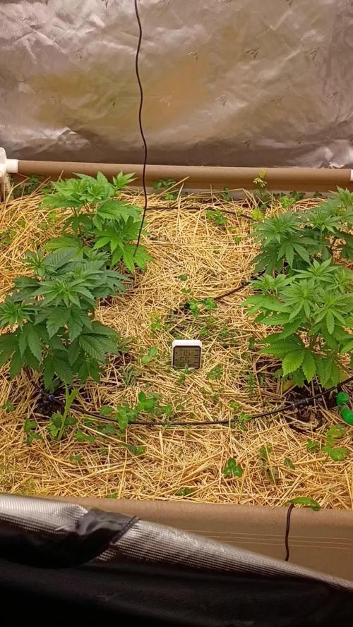 Paradise Pine(Paradise PunchxWTR)