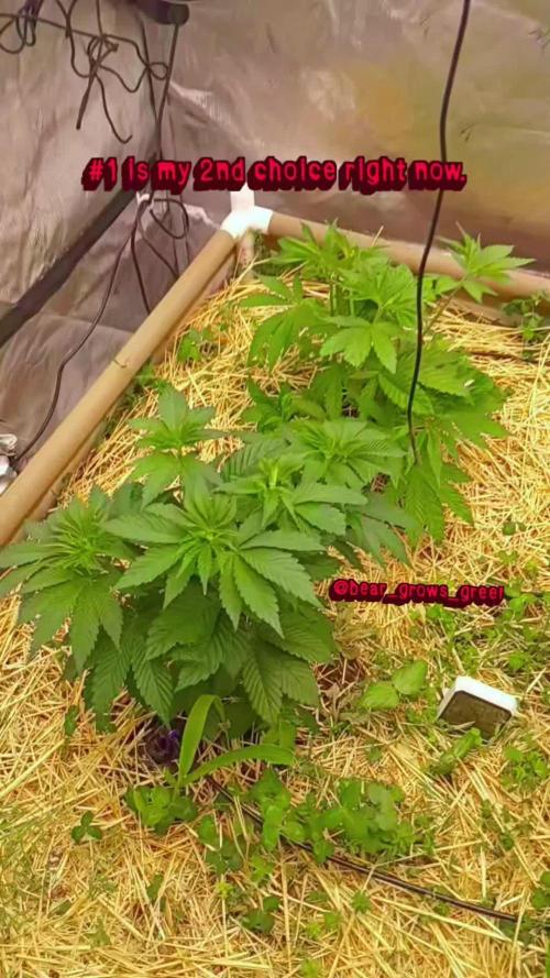 Paradise Pine(Paradise PunchxWTR)