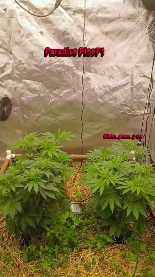 Paradise Pine(Paradise PunchxWTR)