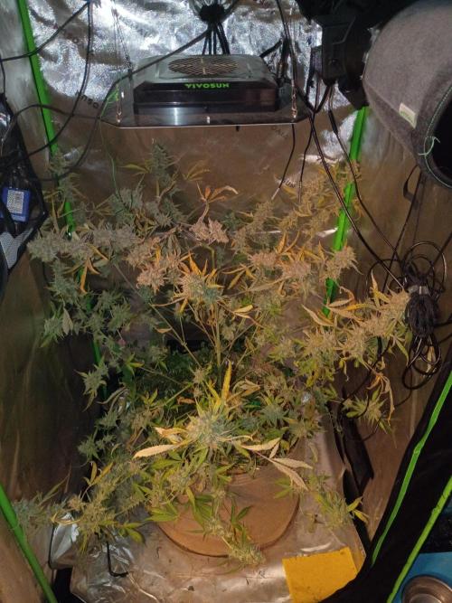 Wedding Cake Auto. Week 13