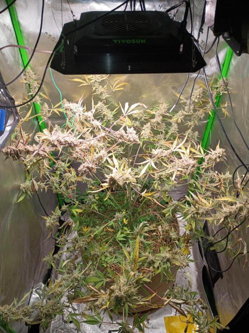 Wedding Cake Auto. Week 13