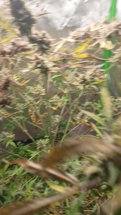 Wedding Cake Auto