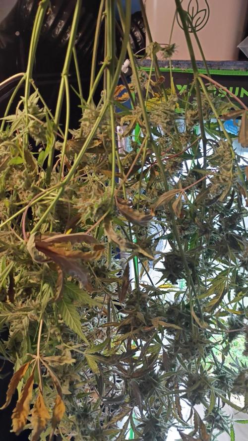 Wedding Cake Auto. Week 13