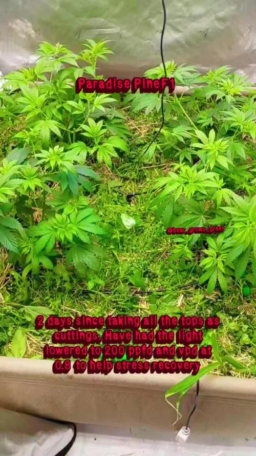 Paradise Pine(Paradise PunchxWTR)