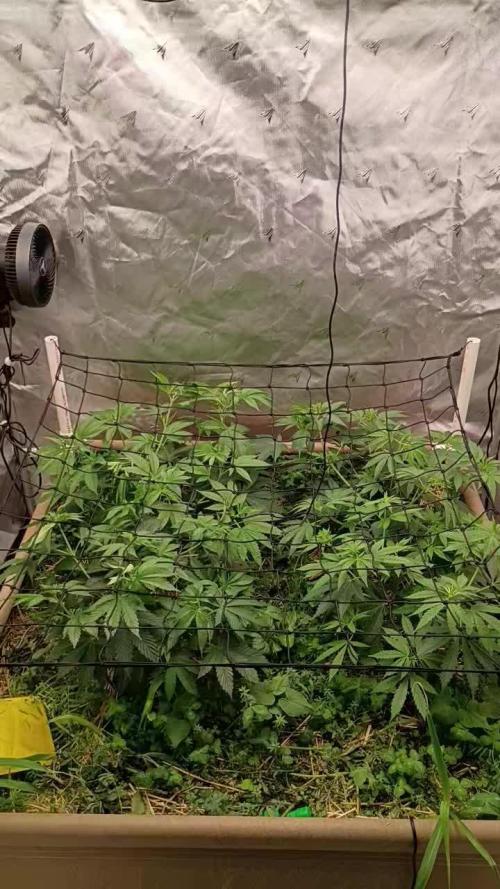 Paradise Pine(Paradise PunchxWTR)