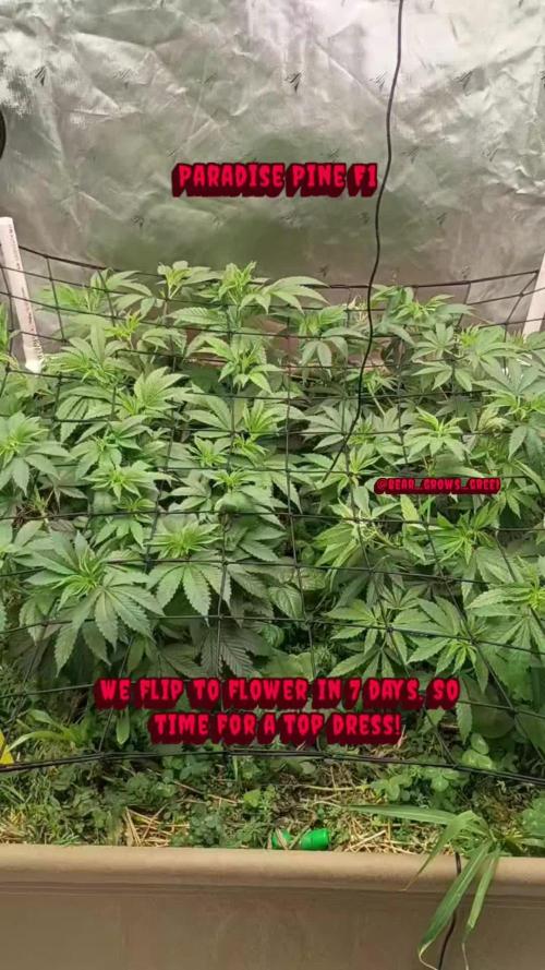 Paradise Pine(Paradise PunchxWTR)