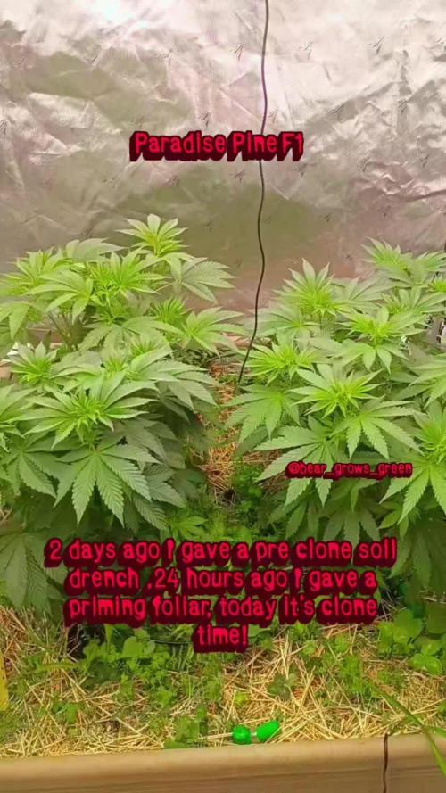 Paradise Pine Clones