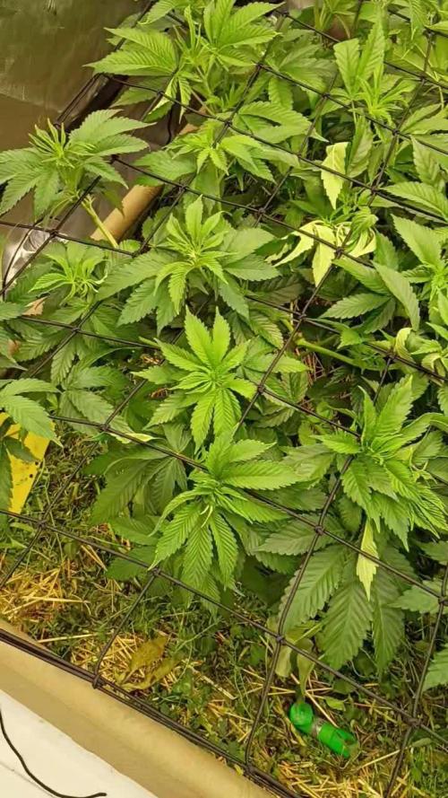 Paradise Pine(Paradise PunchxWTR)