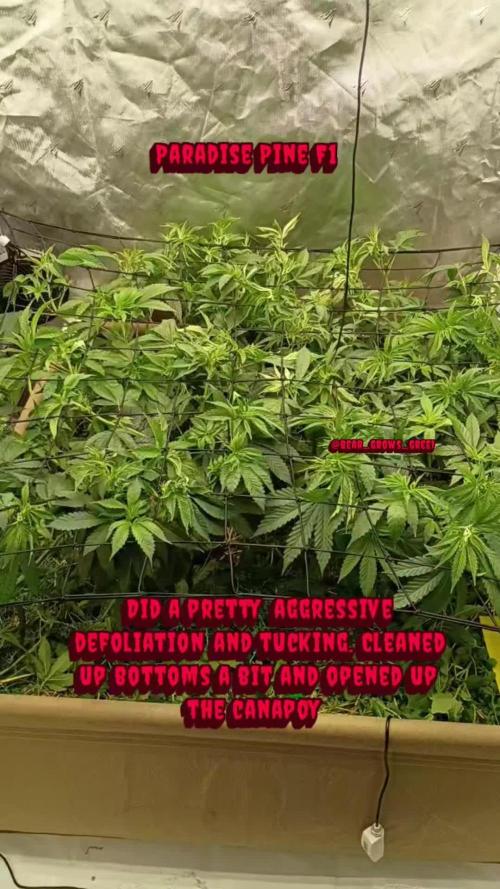 Paradise Pine(Paradise PunchxWTR)