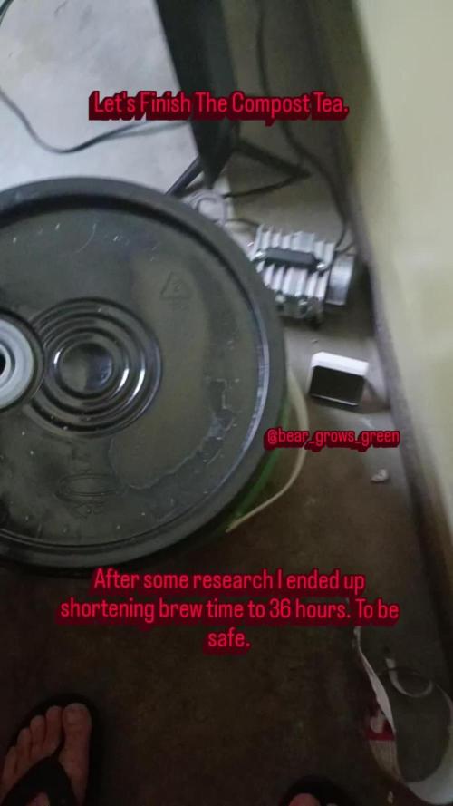 Paradise Pine(Paradise PunchxWTR)