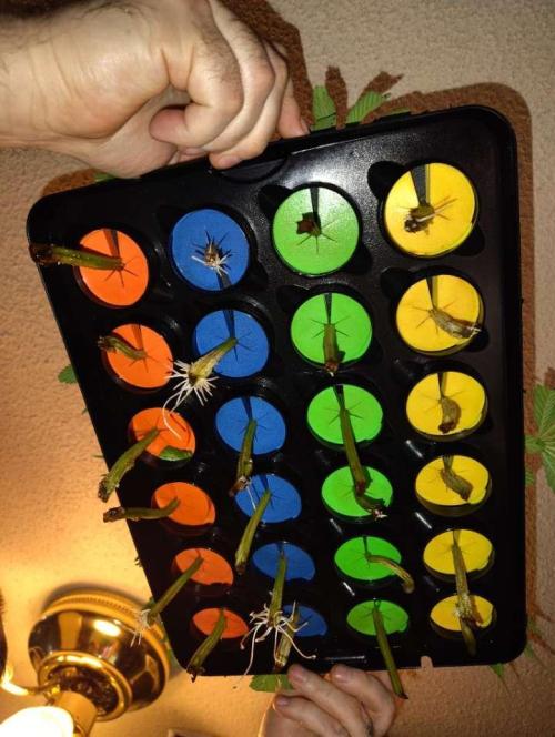 Paradise Pine Clones. Week 0