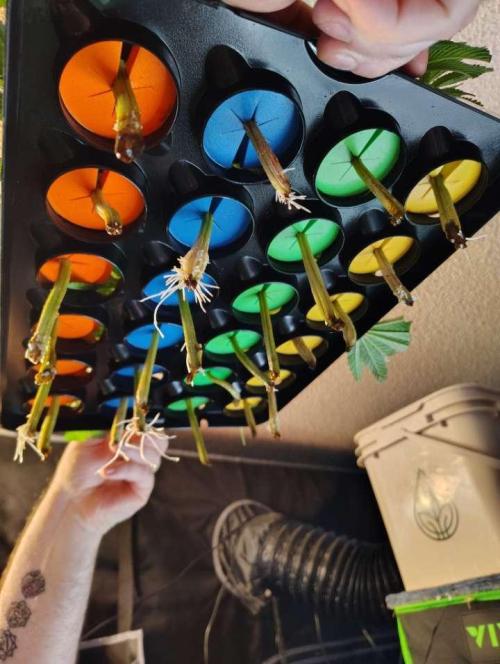 Paradise Pine Clones. Week 0