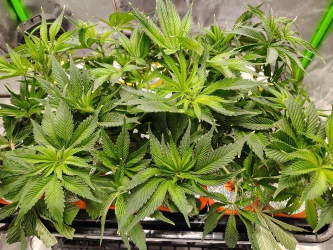 Paradise Pine Clones. Week 0