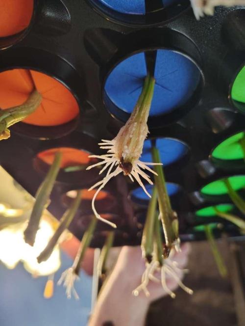 Paradise Pine Clones. Week 0